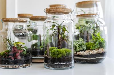 Tout savoir sur l'hygromètre pour terrarium